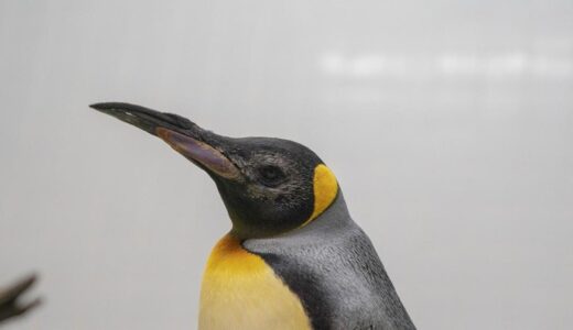白内障のオウサマペンギン３羽に「世界初」の眼内レンズ手術　シンガポール