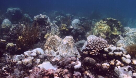 フロリダ周辺の海水温が異常な上昇、サンゴの深刻な影響懸念